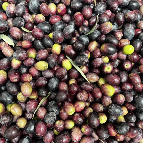 El Cuidado de la Oliva: Clave para un AOVE de Calidad
