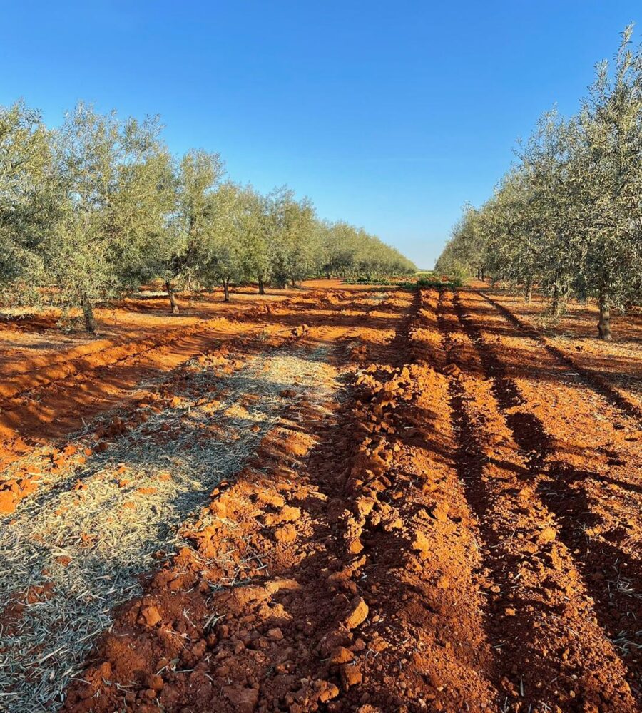 Aceite de Oliva Virgen Extra: El Tesoro de Nuestra Tierra